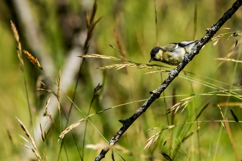 Mésange charbonnière juvénile